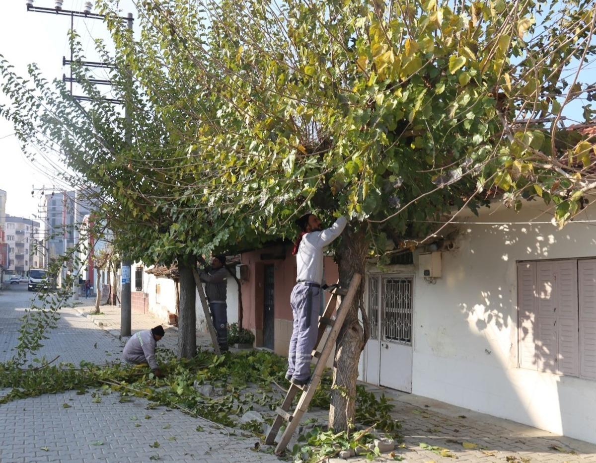 Turgutlu&rsquo;da mevsimlik budama &ccedil;alışmaları
