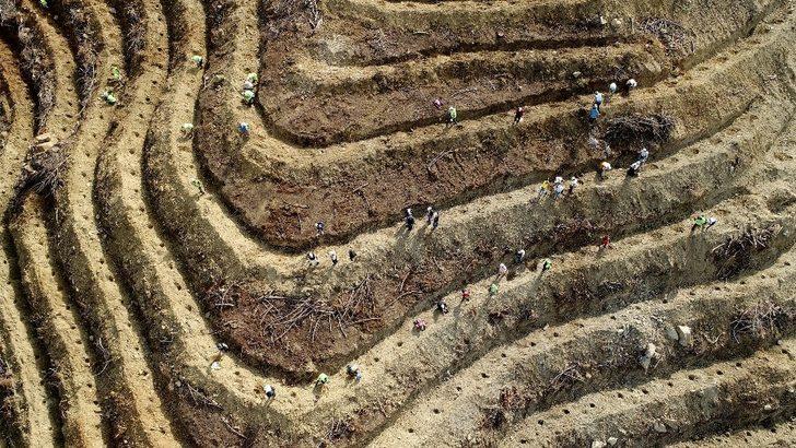 Aydın ve Muğla’da 2019’da 1 milyon fidan toprakla buluştu G3