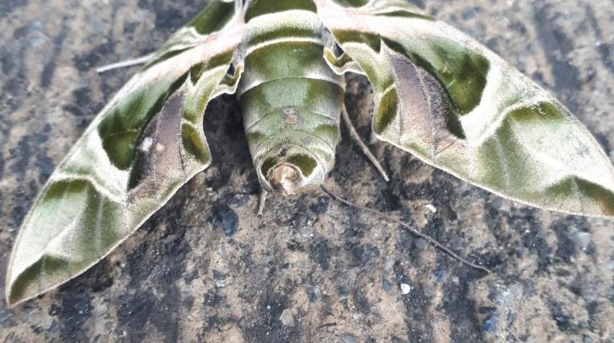 D&uuml;nyanın en hızlı kanat &ccedil;ırpan kelebeği Hatay&rsquo;da g&ouml;r&uuml;nt&uuml;lendi