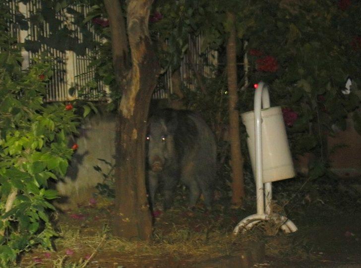 Adana’da aç kalan yaban domuzu şehre indi G2