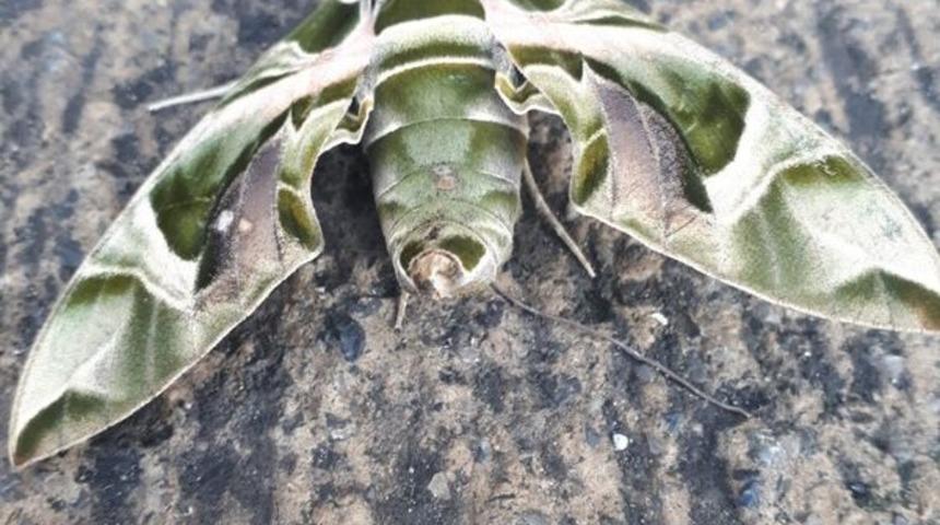 Dünyanın en hızlısı! Hatay'da görüntülendi