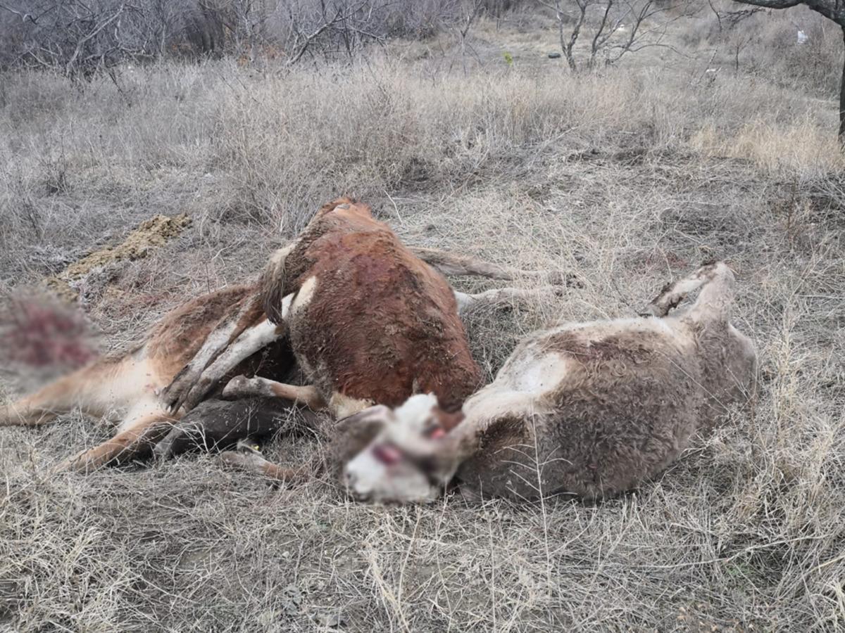 Mandıranın &ccedil;atı ve duvarı &ccedil;&ouml;kt&uuml;: 6 hayvan telef oldu