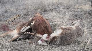 Mandıranın çatı ve duvarı çöktü: 6 hayvan telef oldu