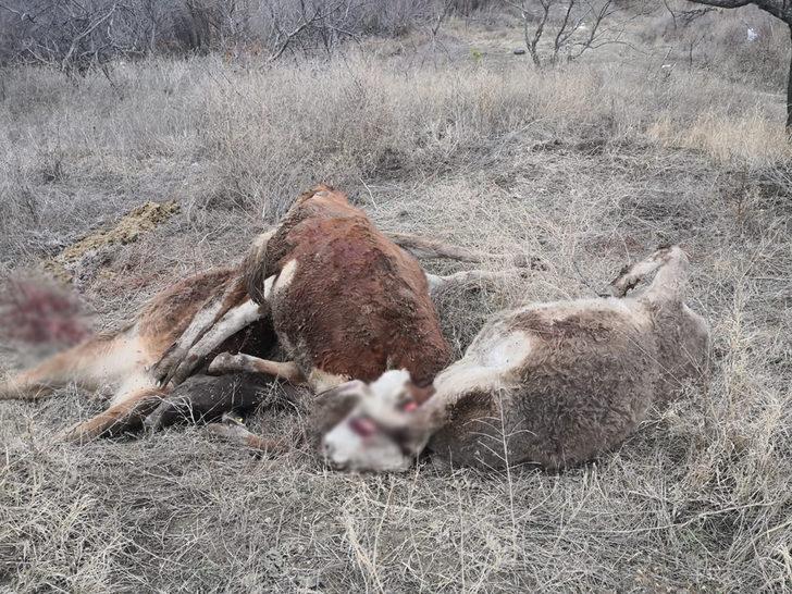 Mandıranın çatı ve duvarı çöktü: 6 hayvan telef oldu G4