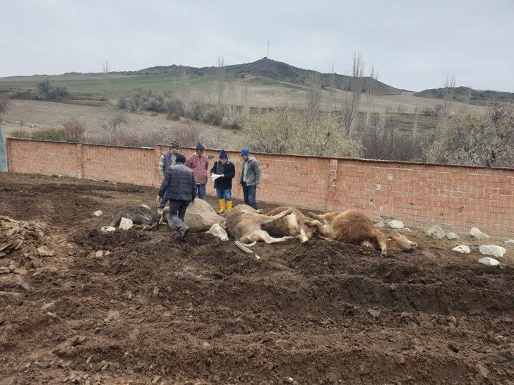 Mandıranın çatı ve duvarı çöktü: 6 hayvan telef oldu G1