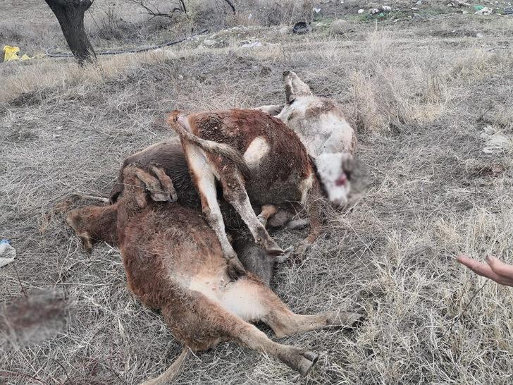Mandıranın çatı ve duvarı çöktü: 6 hayvan telef oldu G2