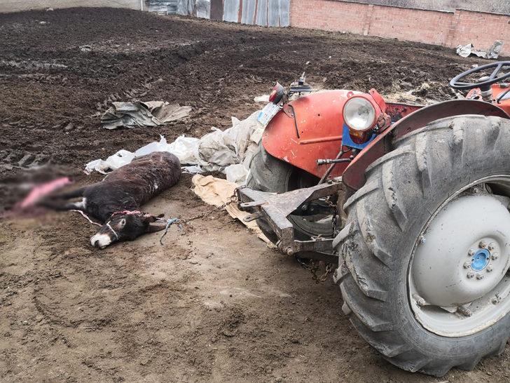 Mandıranın çatı ve duvarı çöktü: 6 hayvan telef oldu G3