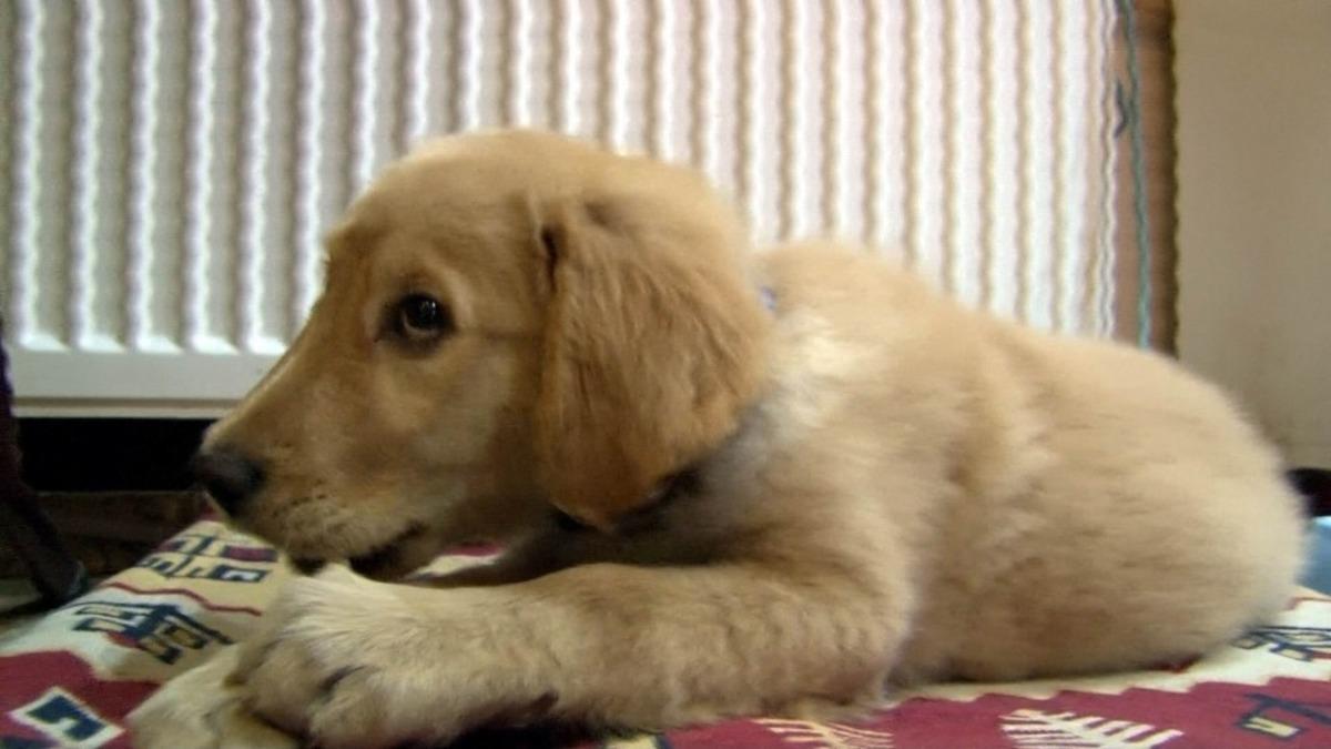 Kaybettiğini k&ouml;peğini sosyal medya aracılığıyla buldu