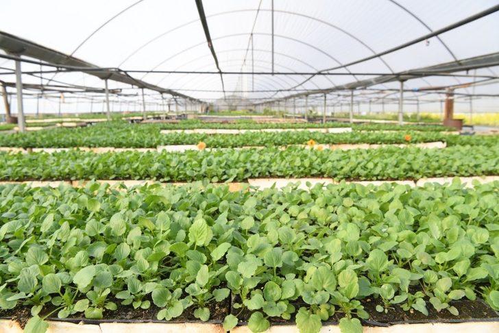 Esen, “253 bin bitki ürettik” G1