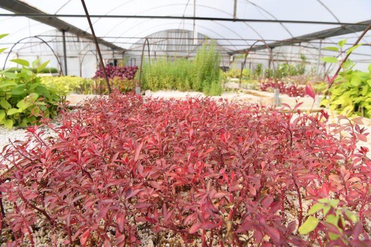 Esen, “253 bin bitki ürettik” G3