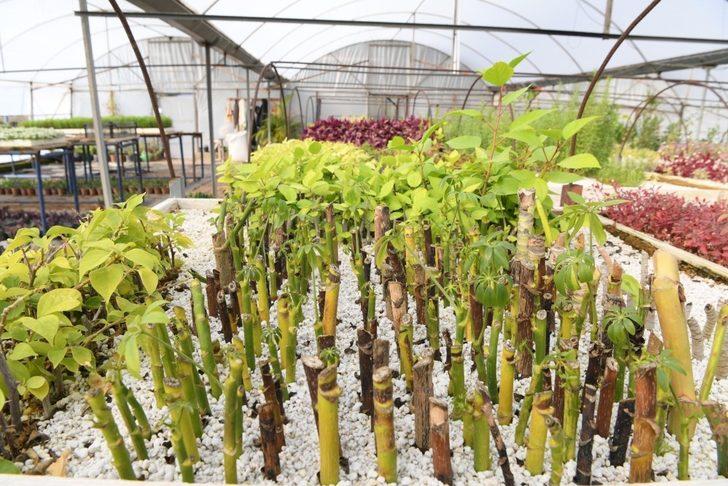 Esen, “253 bin bitki ürettik” G4