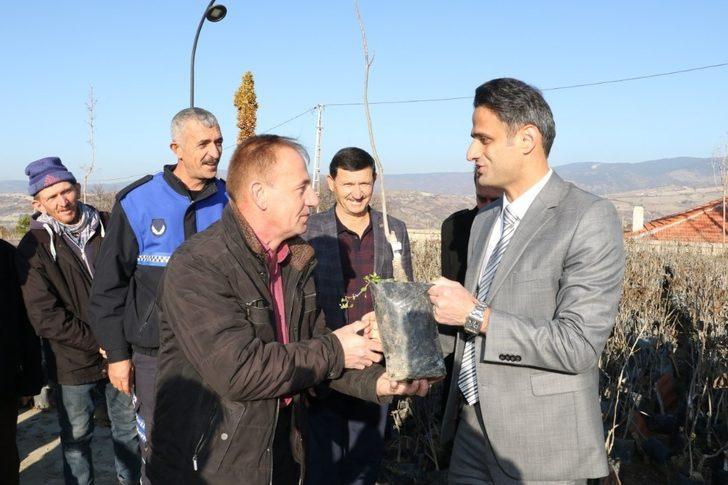 Demirci’de üreticilere ceviz desteği G2