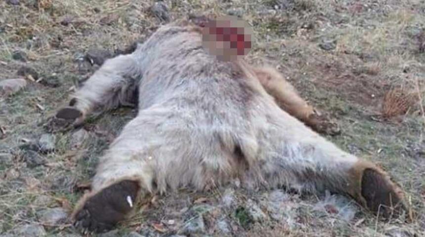 Tunceli'de koruma altındaki boz ayıyı vurdular