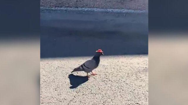 İki güvercinin kafasına kovboy şapkası yapıştırıldı!