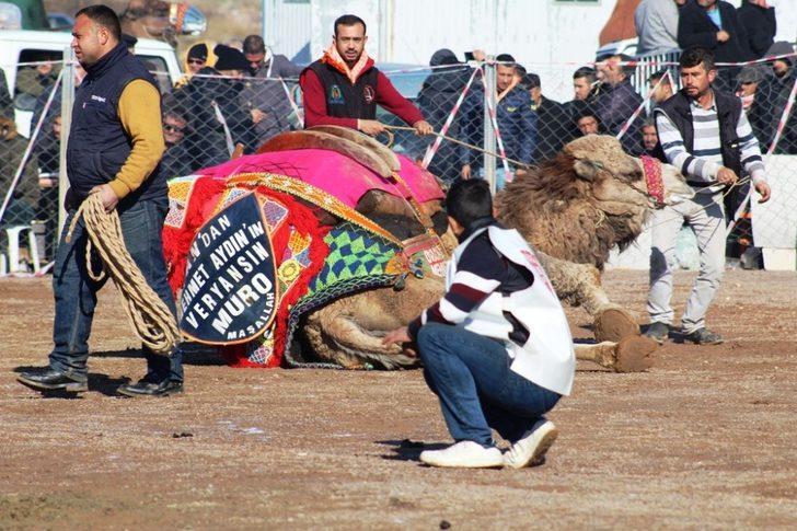 Ayvalık deve güreşleri coşkusuna hazırlanıyor G3
