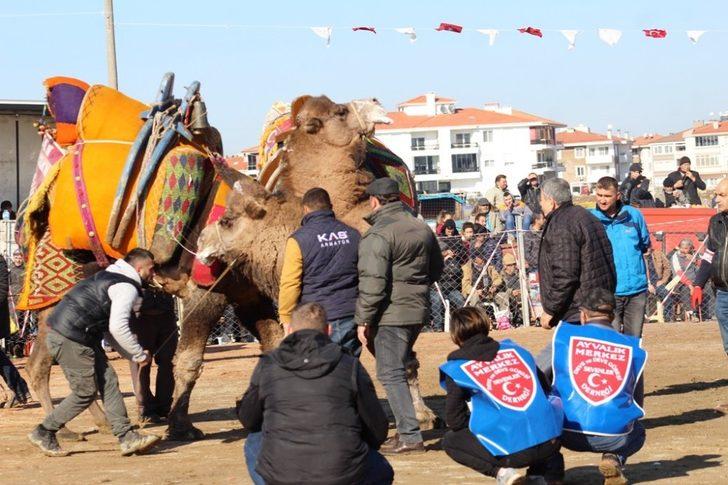 Ayvalık deve güreşleri coşkusuna hazırlanıyor G4