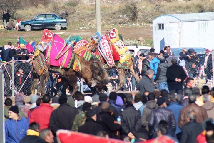 Ayvalık deve güreşleri coşkusuna hazırlanıyor G5