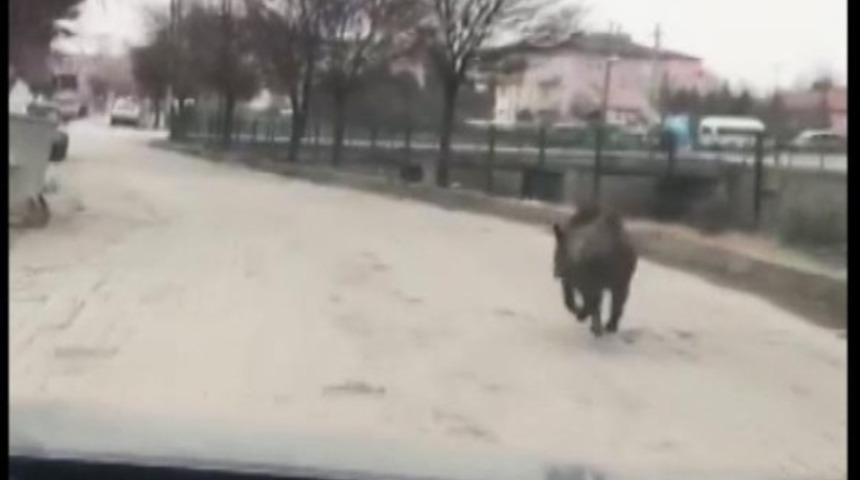 Aç kalan domuz güpegündüz ilçe merkezine indi