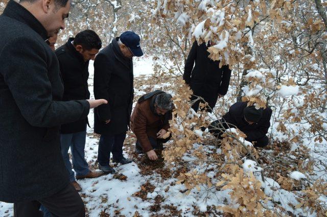 Kırıkkale’de süne ile mücadele