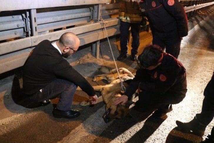 Yer: İstanbul! Herkesin seferber olduğu köpek kurtarılamadı G1