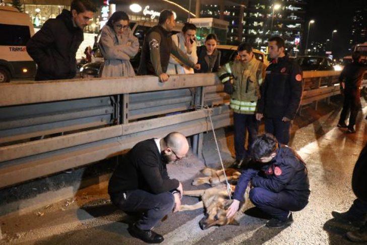 Yer: İstanbul! Herkesin seferber olduğu köpek kurtarılamadı G2