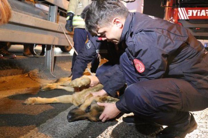 Yer: İstanbul! Herkesin seferber olduğu köpek kurtarılamadı G3
