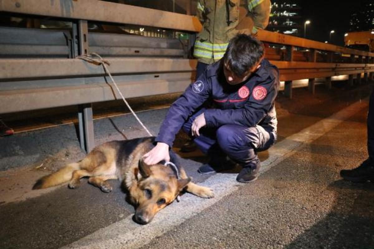 Yer: İstanbul! Herkesin seferber olduğu k&ouml;pek kurtarılamadı