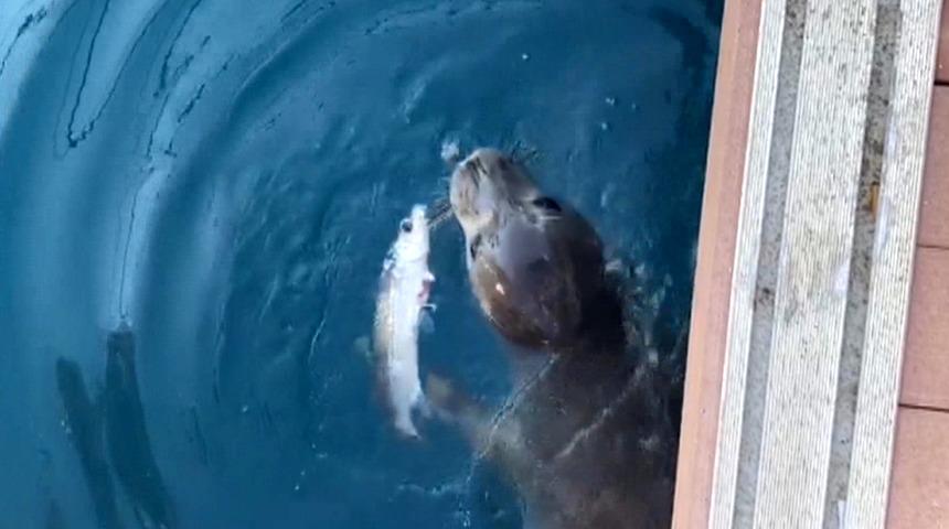 Kaş'ta, Akdeniz foku görüldü! Dünyada sadece 750 tane kaldı