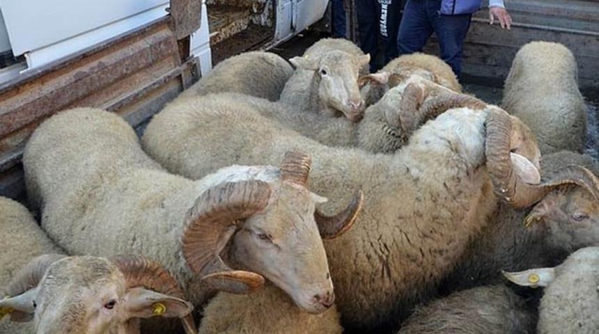 Siirt&rsquo;te hayvan hırsızlığı yapan 2 kişi g&ouml;zaltına alındı