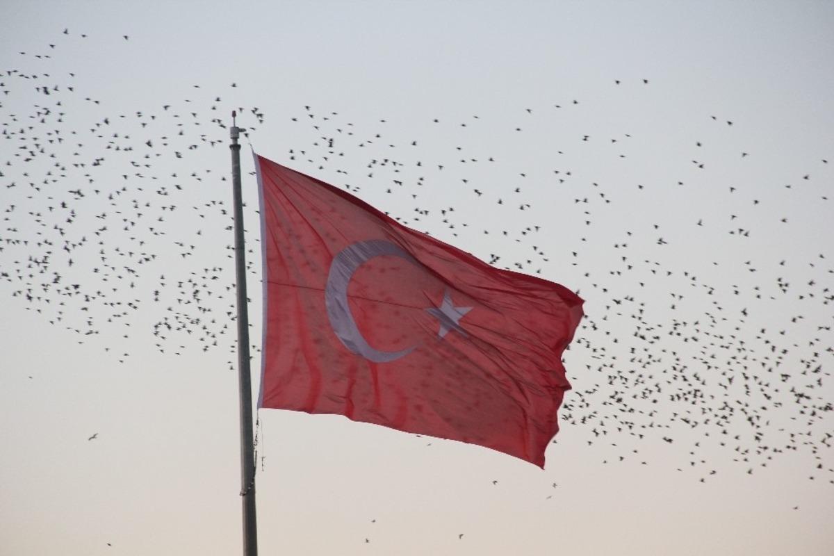 Sığırcıkların dansı g&ouml;renleri hayran bıraktı