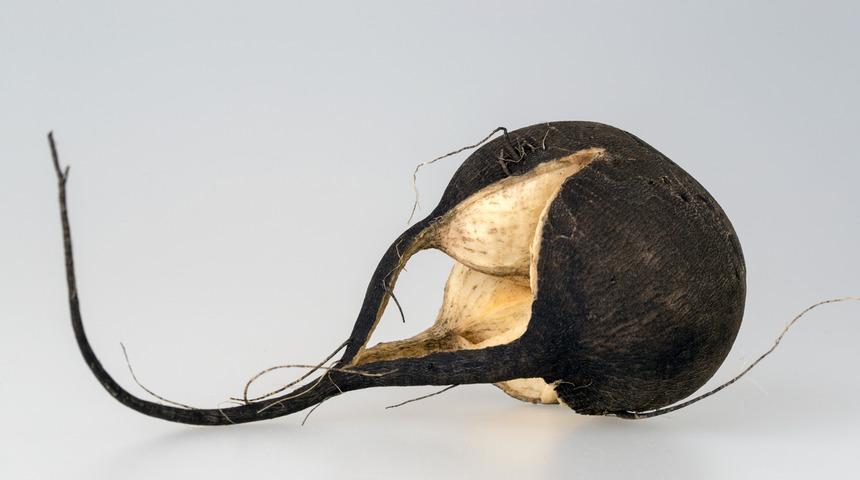 Siyah turp ve bal yiyin kış boyunca hasta olmayın