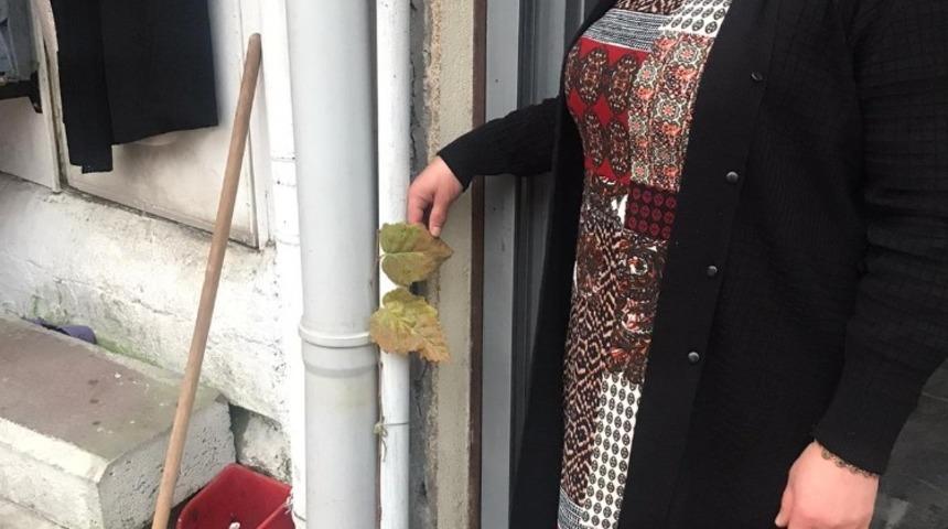 Kaldırımda &ccedil;ıkan dut ağacı g&ouml;renleri şaşırtıyor