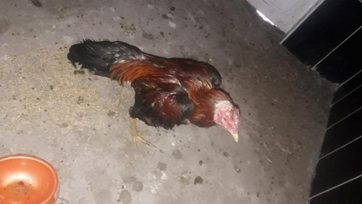 Horoz d&ouml;v&uuml;şt&uuml;renlere 31 bin lira para cezası