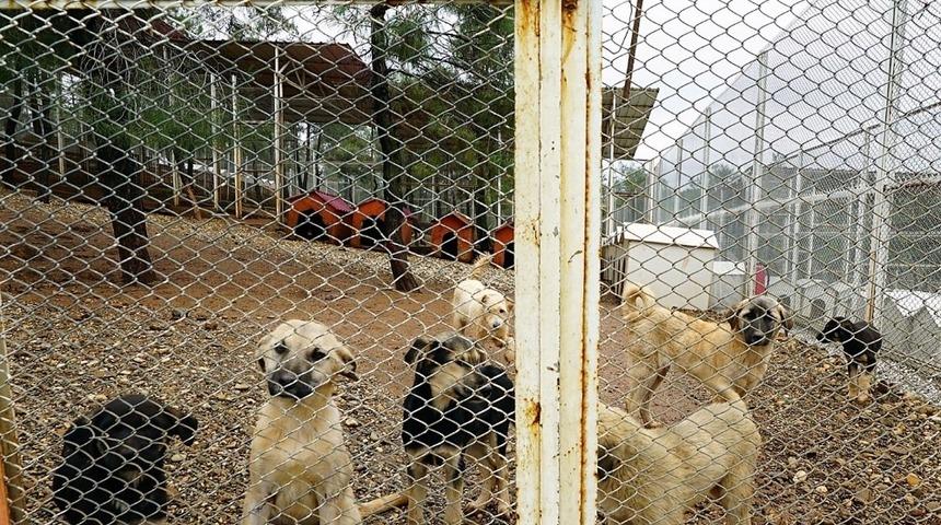 Kahramanmaraş&rsquo;ta sokak hayvanlarına şefkat eli