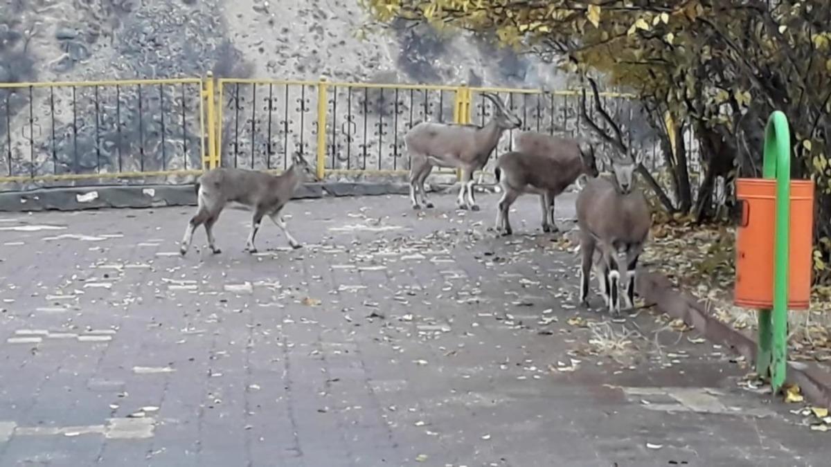 Yaban ke&ccedil;ileri  s&uuml;r&uuml; halinde il&ccedil;eye indi