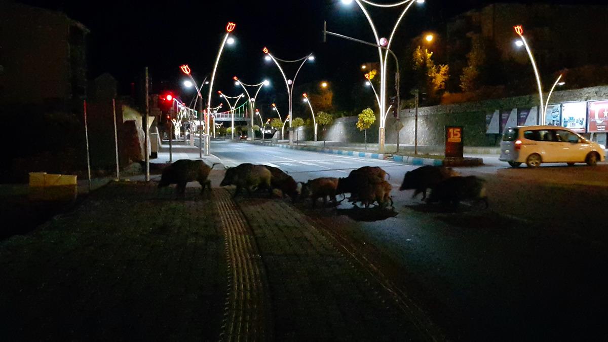 Tunceli merkezine domuz s&uuml;r&uuml;s&uuml; indi