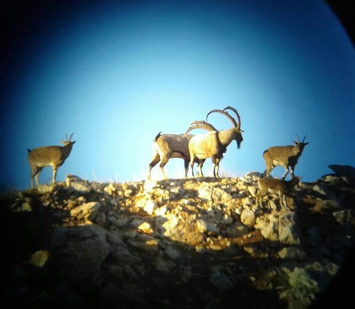 Adıyaman’da dağ keçisi envanteri tamamlandı G1
