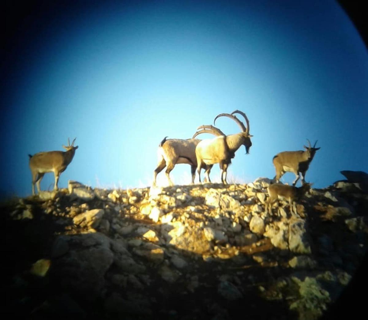 Adıyaman&rsquo;da dağ ke&ccedil;isi envanteri tamamlandı