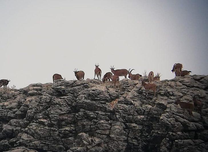 Adıyaman’da dağ keçisi envanteri tamamlandı G3