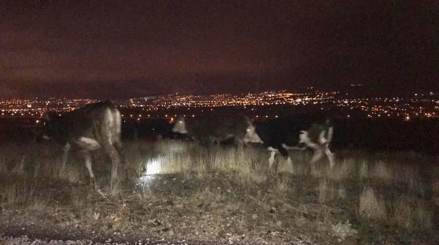 Kayıp inekler jandarma tarafından bulunup sahibine teslim edildi