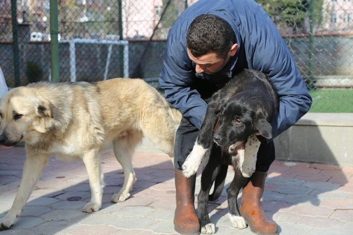 Sosyal medyada çıkan görüntülerinden ardından köpekten özür diledi G5