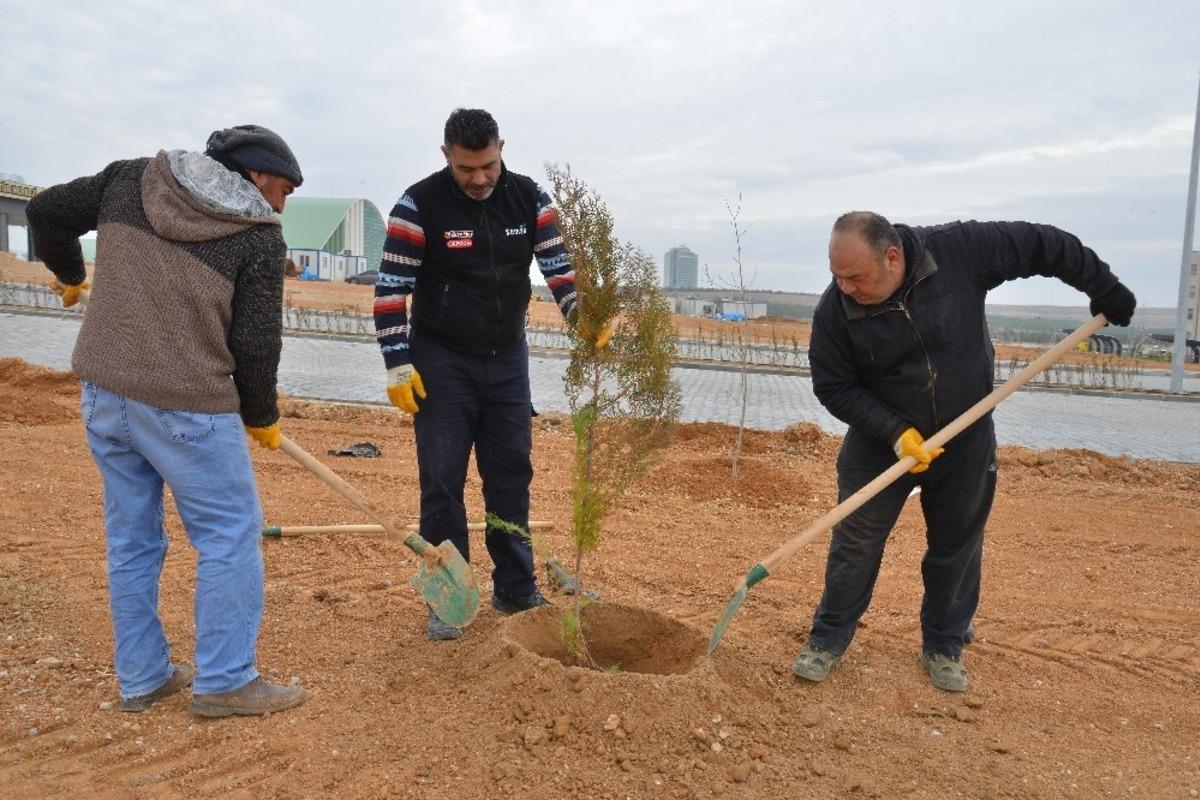 KAE&Uuml;&rsquo;sinde ağa&ccedil;landırma &ccedil;alışmaları