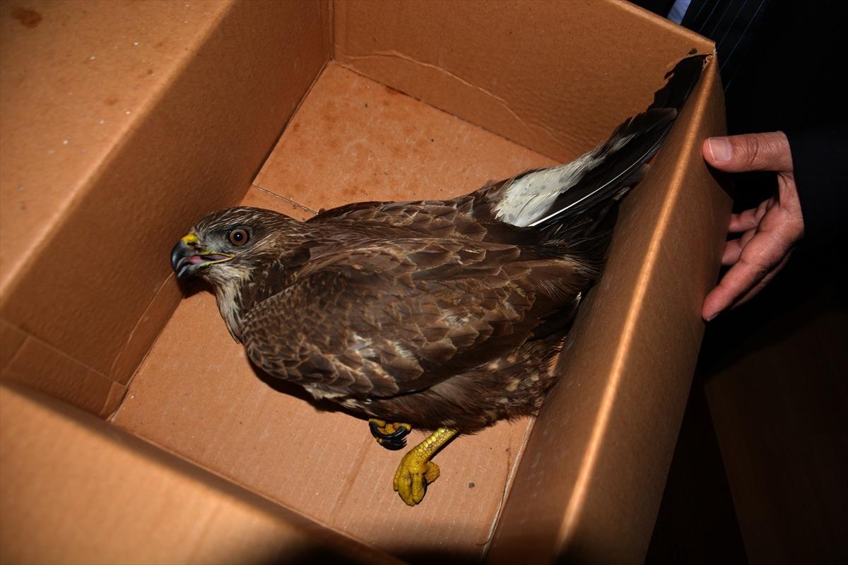D&uuml;zce'de yaralı bulunan şahin tedaviye alındı