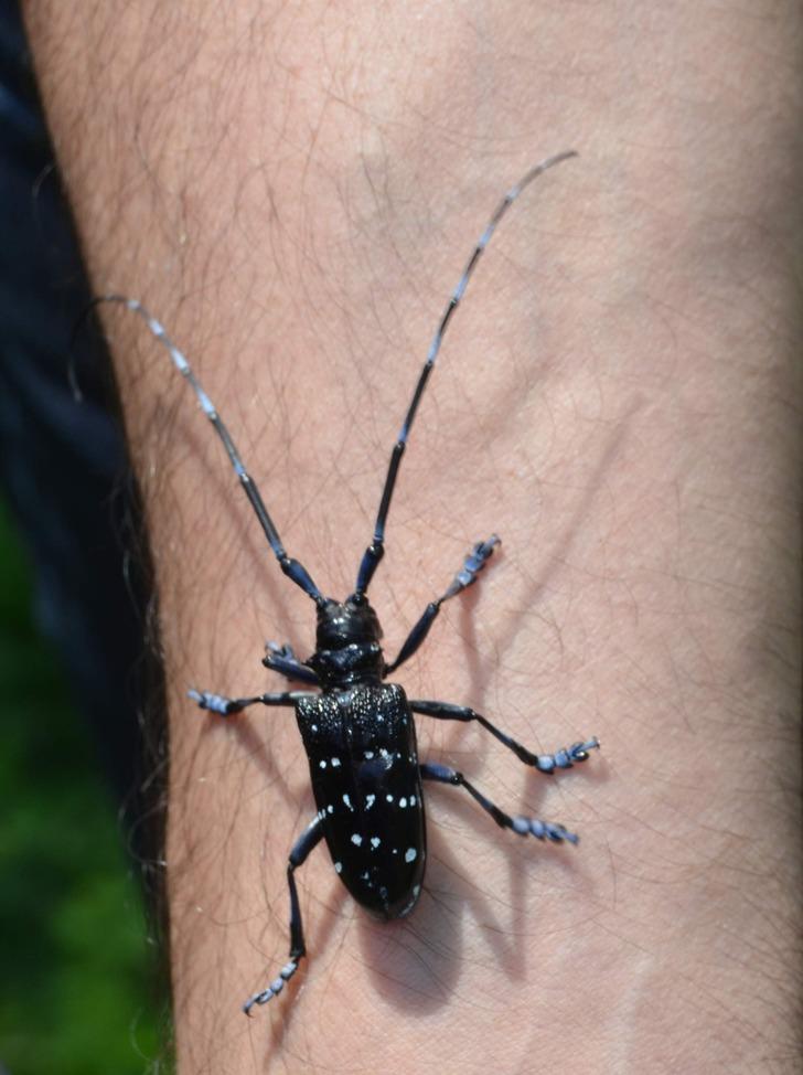 Fındık üreticileri 'Drakula'ya çözüm bulamadı!  G1
