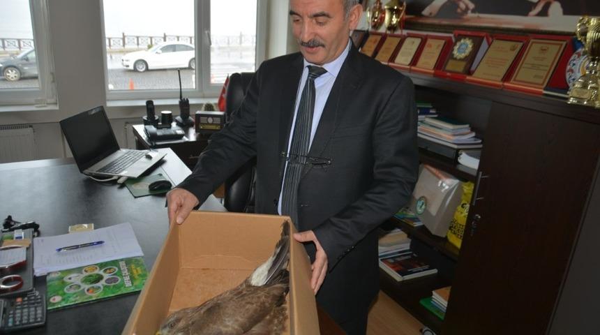 Yaralı şahin koruma altına alındı