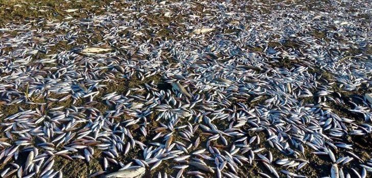 Gerede Çayı'ndaki kirliliğe 361 bin lira ceza G3