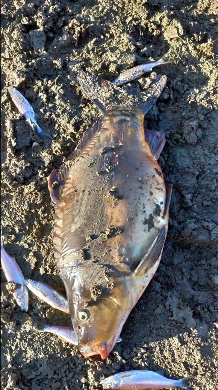 Gerede Çayı'ndaki kirliliğe 361 bin lira ceza G4