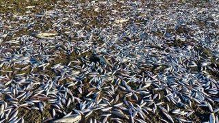 Gerede Çayı'ndaki kirliliğe 361 bin lira ceza