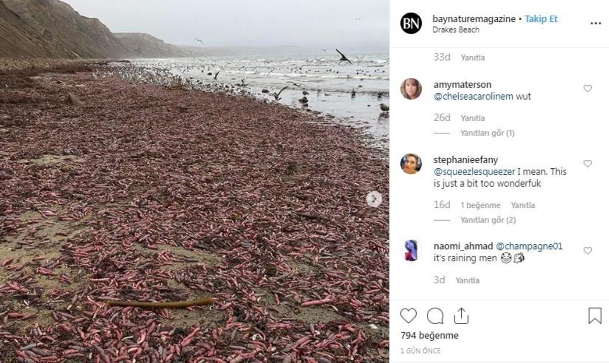 Şaşkına &ccedil;eviren olay! Binlerce 'penis balığı' kıyıya vurdu