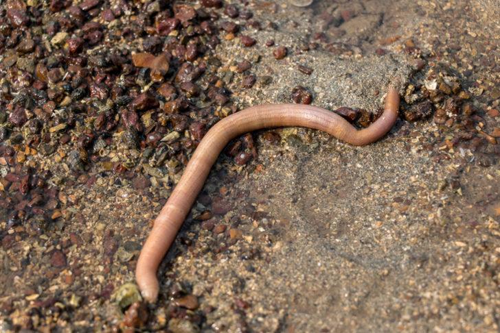 Şaşkına çeviren olay! Binlerce 'penis balığı' kıyıya vurdu G2